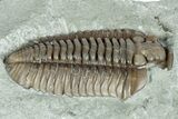 Bargain, Flexicalymene Trilobite (Molt) Fossil - Indiana #287617-2